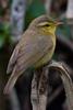 Tickell's Leaf-warbler (Phylloscopus affinis) - Wiki