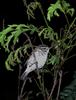 Sakhalin Leaf-warbler (Phylloscopus borealoides) - Wiki