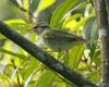 Arctic Warbler (Phylloscopus borealis) - Wiki