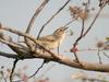 Common Chiffchaff (Phylloscopus collybita) - Wiki