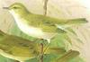 Bonelli's Warbler (Part of Genus: Phylloscopus) - Wiki