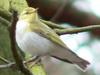 Wood Warbler (Phylloscopus sibilatrix) - Wiki