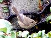 Dusky Warbler (Phylloscopus fuscatus) - Wiki