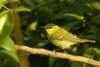 Greenish Warbler (Phylloscopus trochiloides)