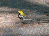 Black-throated Green Warbler, Dendroica virens