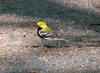 Black-throated Green Warbler, Dendroica virens