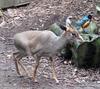 Günther's Dik-dik (Madoqua guentheri) - Wiki