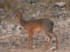 Kirk's Dik-dik (Madoqua kirkii) - Wiki