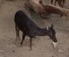 Philippine Sambar, Philippine brown deer (Cervus mariannus) - Wiki