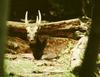 Philippine Spotted Deer (Cervus alfredi) - Wiki