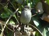 Asian Brown Flycatcher (Muscicapa dauurica) - Wiki
