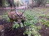 Sambar (Part of Genus: Cervus)