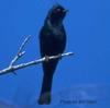 Silky-flycatcher (Family: Ptilogonatidae) - Wiki