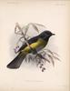 Black-and-yellow Silky-flycatcher (Phainoptila melanoxantha) - Wiki