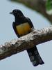 Black-headed Trogon (Trogon melanocephalus) - Wiki