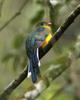 Javan Trogon (Apalharpactes reinwardtii) - Wiki