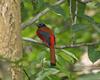 Scarlet-rumped Trogon (Harpactes duvaucelii) - Wiki