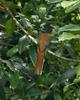 Malabar Trogon (Harpactes fasciatus)