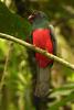 Slaty-tailed Trogon (Trogon massena) male