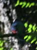 Narina Trogon (Apaloderma narina) - Wiki