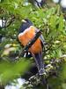 Orange-bellied Trogon (Trogon aurantiiventris) - Wiki