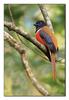 Malabar Trogon (Harpactes fasciatus)