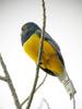 Violaceous Trogon (Trogon violaceus) - Wiki