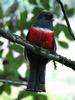 Collared Trogon (Trogon collaris) - Wiki