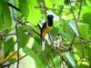 White-tailed Trogon (Trogon viridis) male