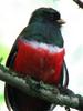 Collared Trogon (Trogon collaris) - closeup