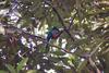 Blue-crowned Trogon (Trogon curucui) - Wiki