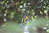 Black-throated Trogon (Trogon rufus) - Wiki