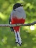 Cuban Trogon (Priotelus temnurus) - Wiki