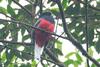 Surucua Trogon (Trogon surrucura) - Wiki