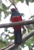 Black-tailed Trogon (Trogon melanurus) - Wiki