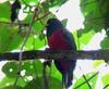 White-eyed Trogon (Trogon comptus) - Wiki