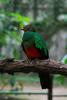 Pavonine Quetzal (Pharomachrus pavoninus) - Wiki