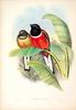 Red-naped Trogon (Harpactes kasumba) - Wiki