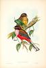 Philippine Trogon (Harpactes ardens) - Wiki