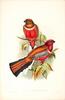 Red-headed Trogon (Harpactes erythrocephalus) - Wiki