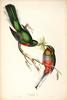 Narina Trogon (Apaloderma narina) by John Gould