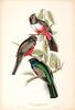 Blue-crowned Trogon (Trogon curucui) by John Gould