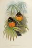 Orange-bellied Trogon (Trogon aurantiiventris) by John Gould