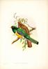 Black-throated Trogon (Trogon rufus) by John Gould