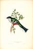 Cuban Trogon (Priotelus temnurus) by John Gould