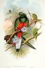 Crested Quetzal (Pharomachrus antisianus) - Wiki
