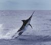 Marlin (Family: Istiophoridae) - Wiki