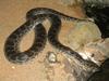 Dark-spotted Anaconda, Eunectes deschauenseei