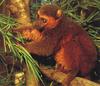 Golden Bamboo Lemur (Hapalemur aureus) - Wiki