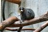 Mongoose Lemur (Eulemur mongoz) - Wiki